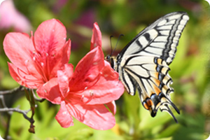 生き物の住処を提供