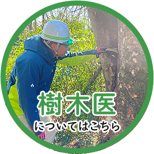 樹木医についてはこちら