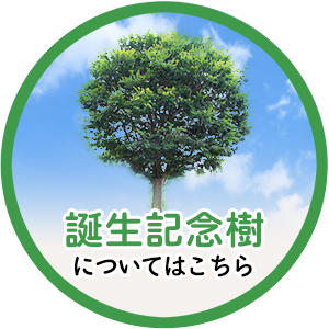 誕生記念樹はこちら